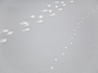 Fossil evidence proves that humans and dinosaurs once roamed the earth at the same time.