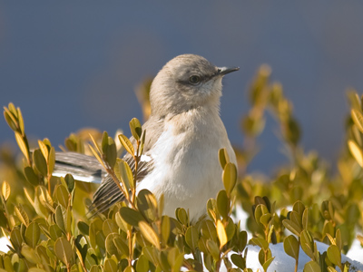 This little Northern Mockingbird loudly introduced itself.