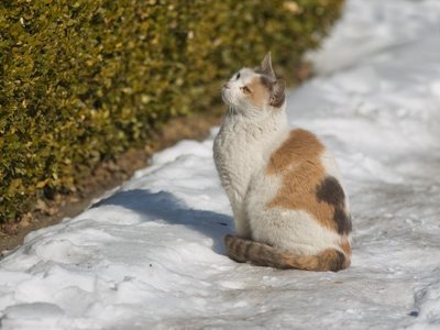 I wasn`t the only one that noticed the mockingbird.