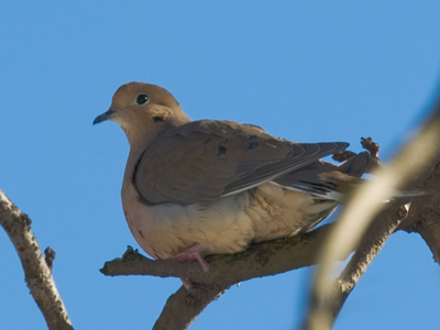 Meanwhile, a reticent Mourning Dove perched nearby.
