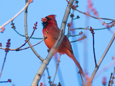 I didn`t see the bird, until after I HEARD the bird.