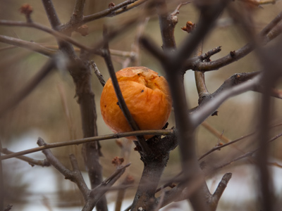 The first peach of the season is a sure sign of spring.