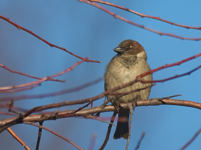 Starting to think about building a nest and settling down.