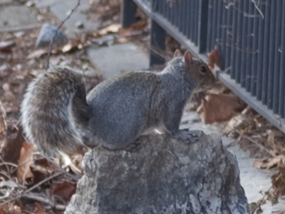 Wildlife, such as it is, in my neighborhood.