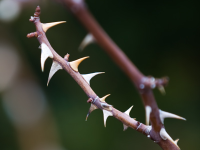 The downside of a rose.