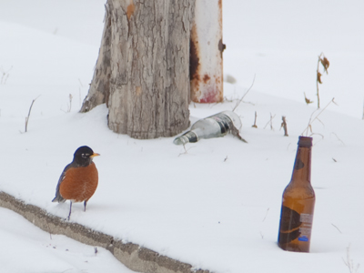 Cut off from their food supply, birds consider other options.