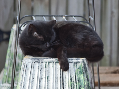 The taxidermist did a good job.  It looks so lifelike.