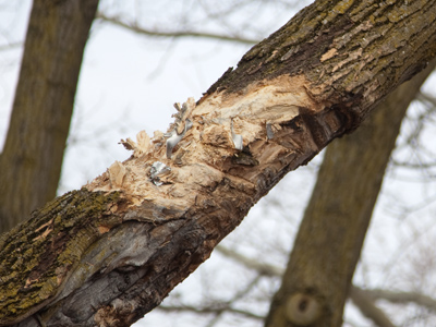 Today this evil tree ripped the top off of a moving van, and perhaps cost the driver his job.
