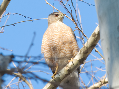 While I watched this hawk, I heard another one nearby.  There may be little baby hawks in the neighborhood soon.