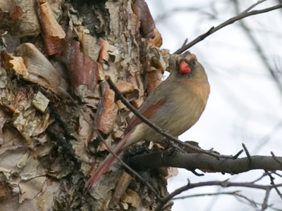 The female cardinal is plain, but has a great personality.
