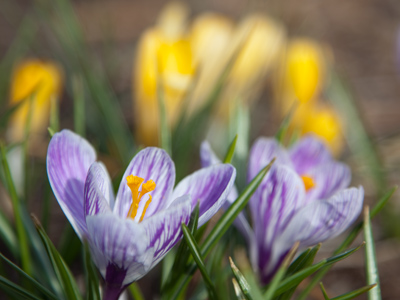 Still waiting for tulips, but these will do for now.