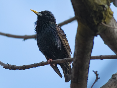 These birds are not welcome in my neighborhood.