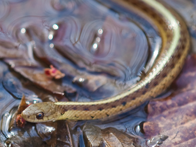 I had just thought to myself, `There are normally snakes around here.`  Then this came slithering out of the water.