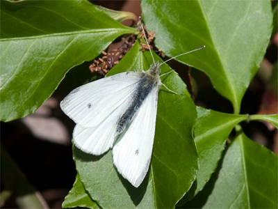 My first butterfly photo of the year is a happy occasion.