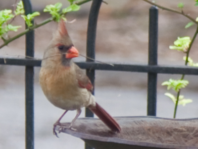 Looks like it`s the female`s job to build the nest.