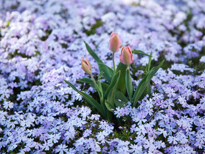 Why I walk rather than drive.