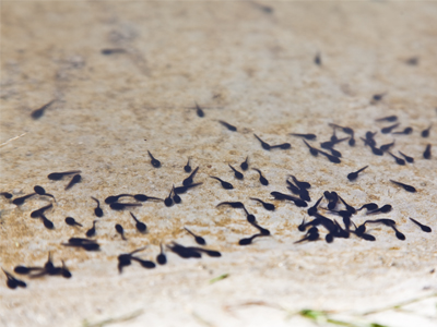 There were thousands of them.