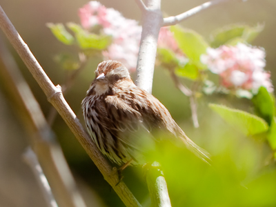 Seen through the trees.