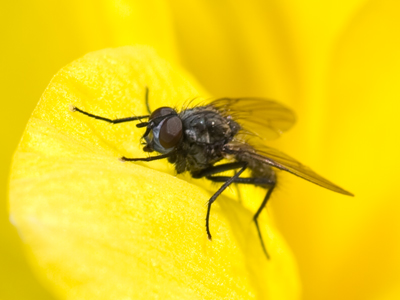 Meanwhile, there was a lady from Denmark talking to me.  I told her she came to visit at the perfect time of year.