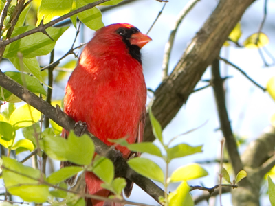 A photo like this is simple.  All you need is patience, perception, skill, high quality camera equipment and luck.