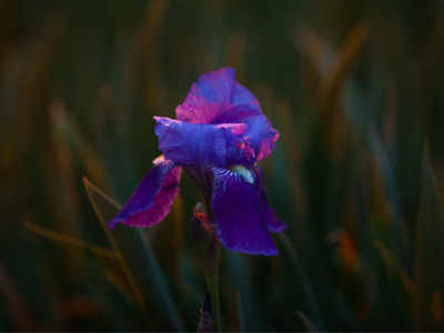 My first iris of the year, strangely lit by a streetlight.