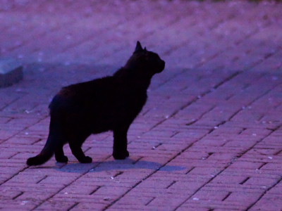 Another nocturnal wanderer.