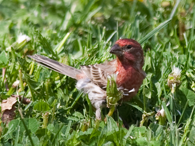 A house finch doesn`t exactly sing -- it kind of squeaks.