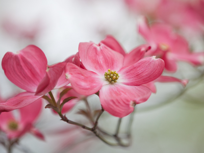 Trees are blossoming.  Go outside right now!
