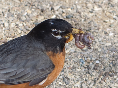 Amazingly it could still sing even with worms in its mouth.
