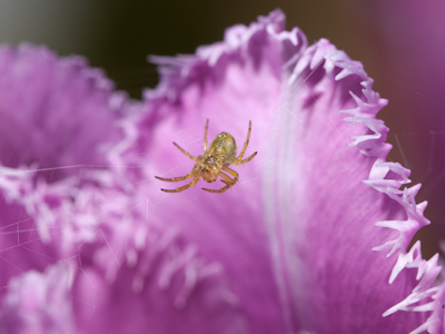 Death among the tulips.