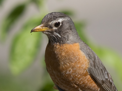 Most of my nature photos are taken on city streets.