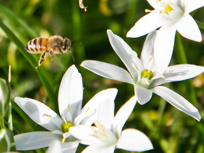I wasn`t the only one glad to see the flowers.