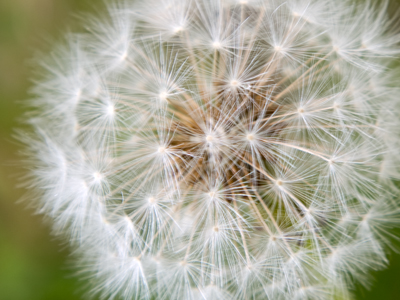 I promised myself I wouldn`t take a lot of closeups today, and when I got to the park this is the first thing I shot.