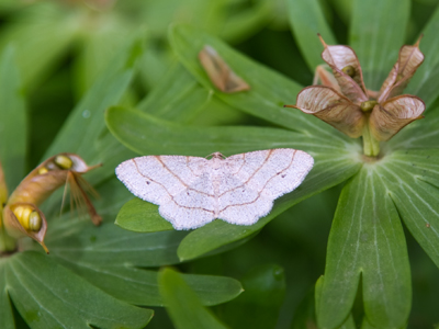 Who are you, child?  `Why, I`m a lesser maple spanworm.`