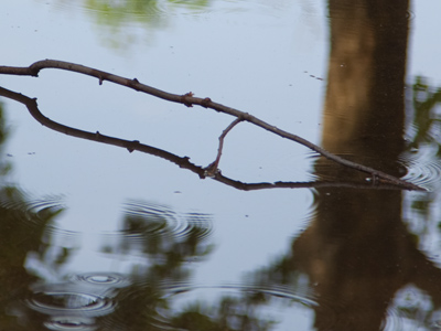 After three successful picture-taking days, the pendulum swings back to junk like this.