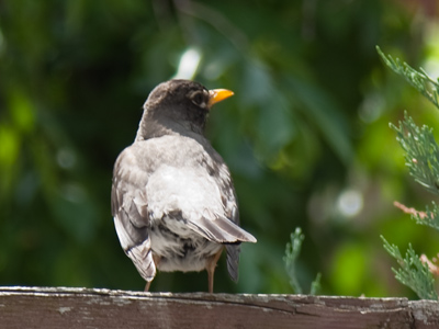 We don`t photograph the robins we want.  We photograph the robins we can.