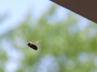 Stand on my porch and you will be surrounded by these.