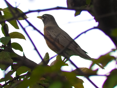 My second regrettable robin in as many days.