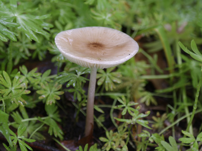 We all took turns photographing this toadstool filled with rainwater.  It looked like a tiny birdbath.