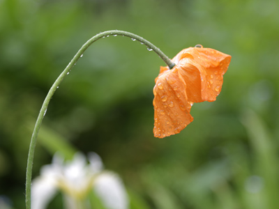 The rain to the wind said, `You push and I`ll pelt.` They so smote the garden bed that the flowers actually knelt.  ROBERT FROST