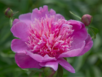 If you bring a peony in the house, shake the ants out first.