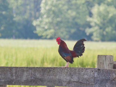 I think this photo is something to crow about.