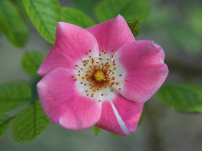 I listen more closely to bird songs than I do human voices, and I watch the blooming of flowers instead of TV shows.  As of today, I`ve gone without television for eleven years.