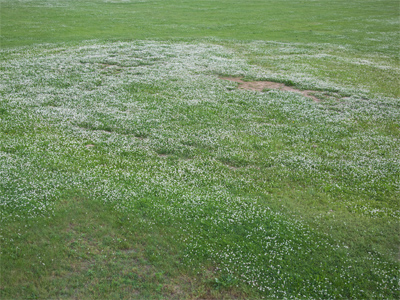 Consider the former baseball diamond.  I say unto you, that even Solomon in all his glory was not arrayed like this.