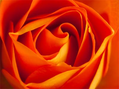 Beauty in the office.