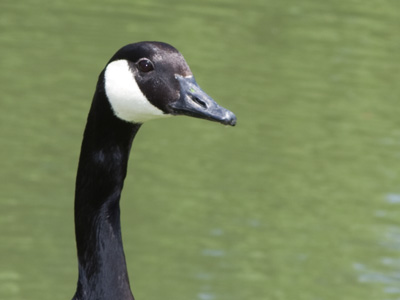 Soon afterward, I was rushed by a hostile waterfowl.
