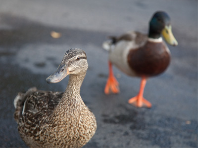 Urban ducks.  Sure, they`ll accept some little bits of bread.  Or cigarettes, or money for the bus.