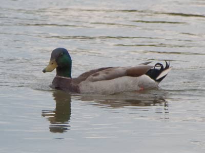 So many pitiful cliches have been targeted toward this innocent creature: weather for ducks, water off my back . . . 