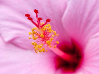 Hibiscus blooming in chilly June?  Must be a hybrid.