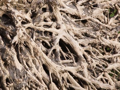 What your teeth look like up close after drinking coffee.